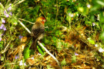  Palm Warbler?